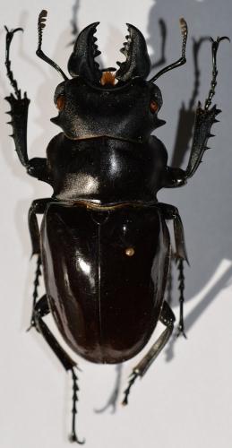 Réf. 247 665 : Odontolabis siva
